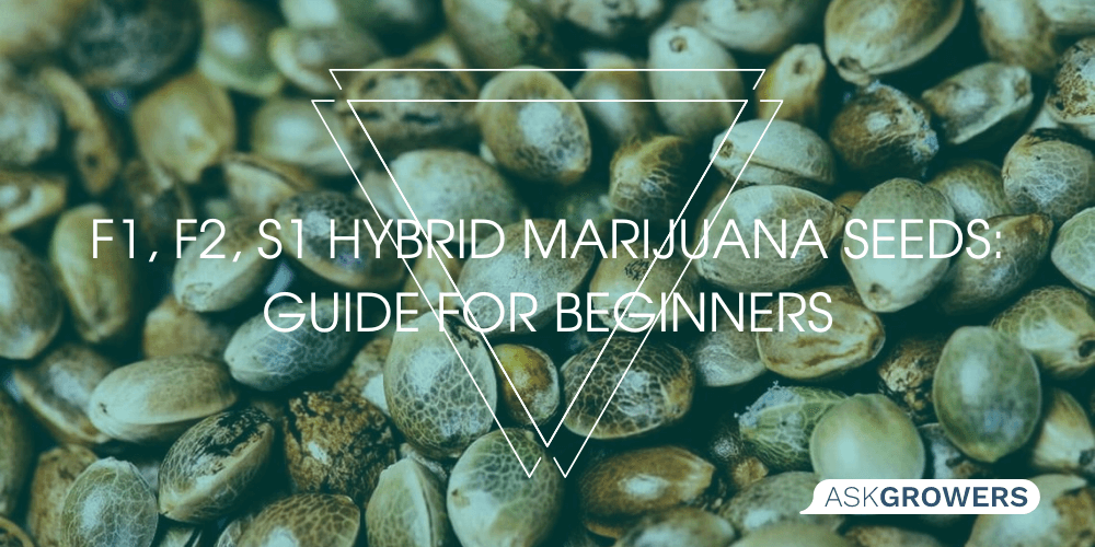 F1, F2, S1 Hybrid Marijuana Seeds: Guide for Beginners